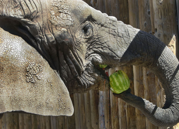 Animal shots of the week